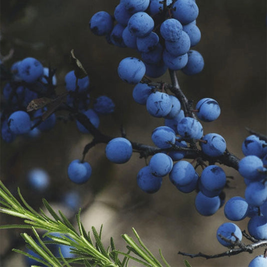 BLACK MARQUINA CANDLE | VEGAN COCONUT WAX | 17 OZ