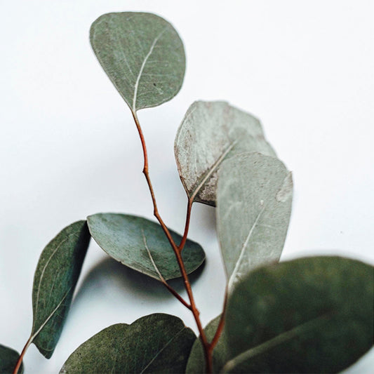 WHITE MARBLE CANDLE | VEGAN COCONUT WAX | 6 OZ